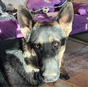 Meet your Posher, Dawn